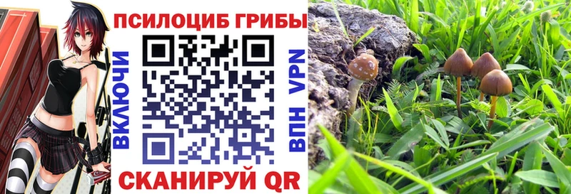 omg ТОР  Сарапул  Псилоцибиновые грибы мицелий 